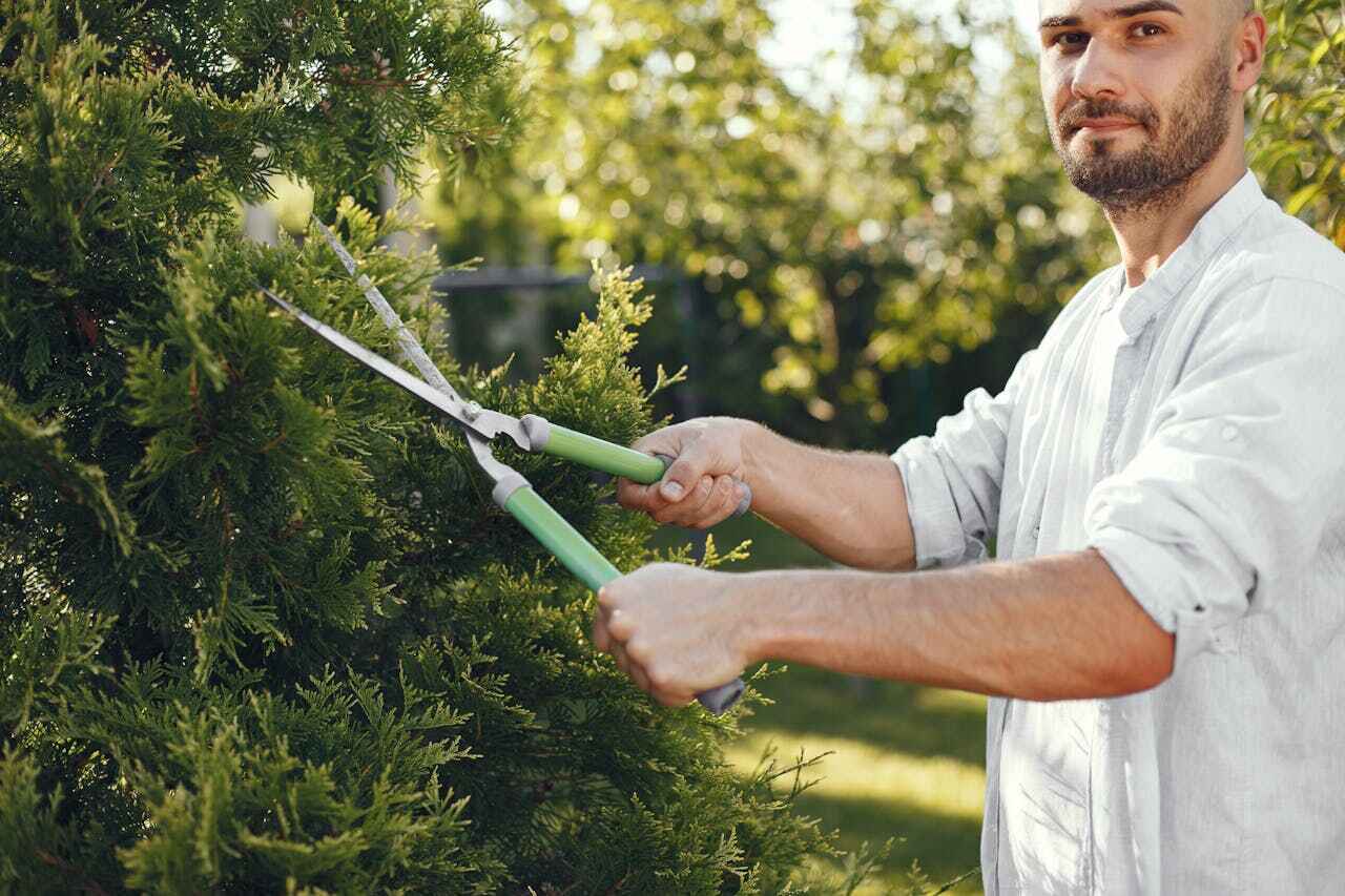 Best Emergency Storm Tree Removal  in Edgeworth, PA